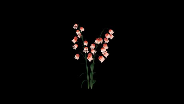 Growing Pink Belly Flowers alt