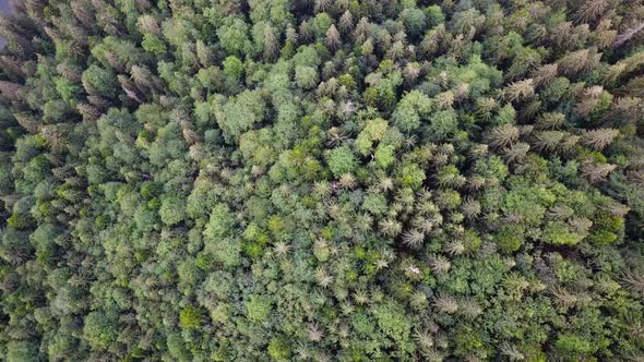 Dense deciduous fresh green forest in summer day - top down view