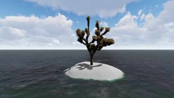 Trees grow in the middle of the sea during the day