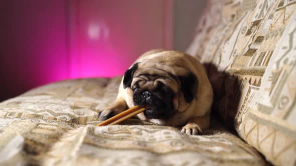 Funny Pug Chewing on a Treat Lying on the Couch at Home