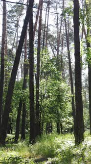 Vertical Video of the Forest By Day