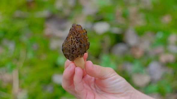The Girl Holds Morchella Conica in Her Hand
