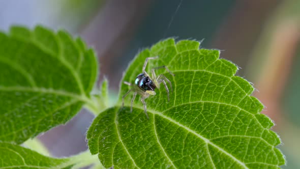 Macro Shot Cute Little Jumping Spider with Striped Bright Body on Green Foliage