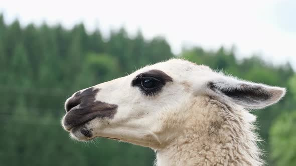 White Alpaca Head Close Up on a Background of Green Trees