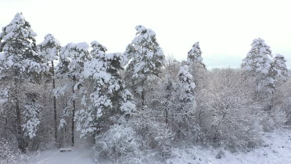 Slow flying backwards in snowed forest 4K aerial video