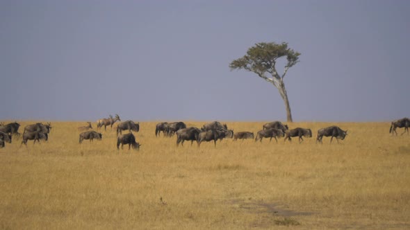 Gnus grazing on dry plains near a tree