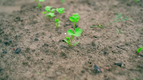 Parsley Growing in the Soil in a Garden Bed Closeup with a Blurred Background