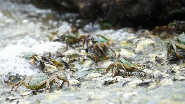 Crabs on the Rock at the Beach