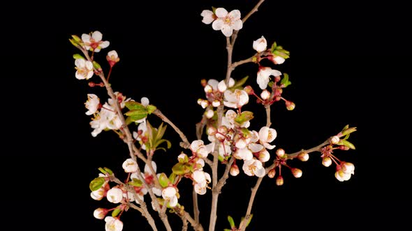 White Flowers Blossoms on the Branches Cherry Tree