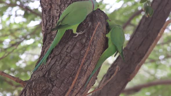 Beautiful two parrots sitting on tree and eating I Parrot bird stock video I Alexandrine Parakeet bi