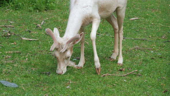 Albino Deer Sniffs Nibbles Grass in Meadow