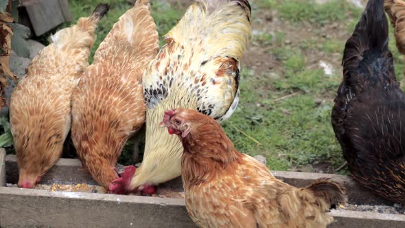 Several red, farm chickens eating some corn in the countryside. Farming and Pet Concept.