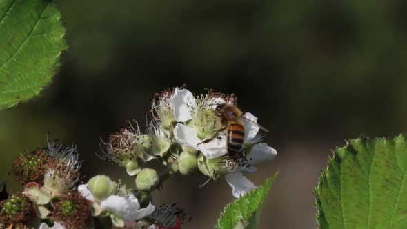 Honey Bee, Apis mellifera  Single insect on bramble flower. Staffordshire. British Isles.