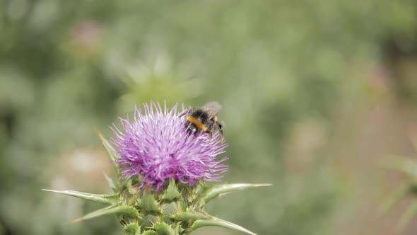 Bees Collects Nectar From Purple Blooming Flower