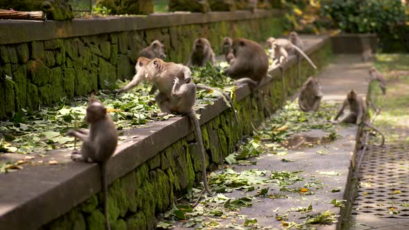 Monkey Animals in Ubud Monkey Forest in Ubud, Bali, Indonesia