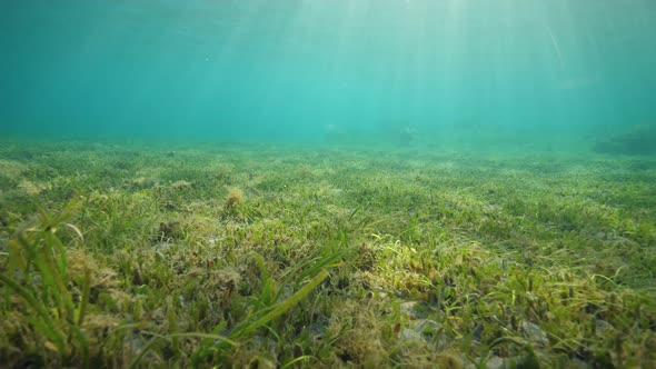 Underwater View of Seagrass Beds in Blue Ocean with Sunrays Shining on Water
