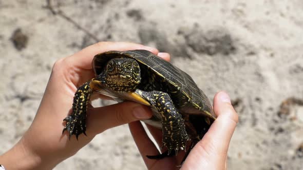 Little River Turtle in Female Hands on a Background of the Sand Beach. Slow Motion