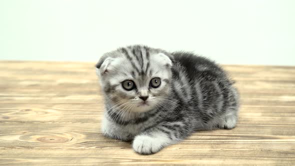 Folded Toddler Kitten Scottish Fold Is Played Looking Up. White Background