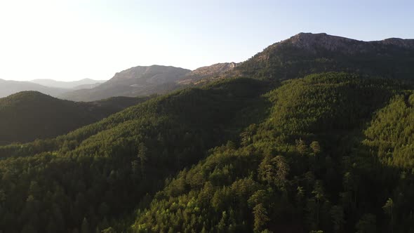 Aerial view of forest.