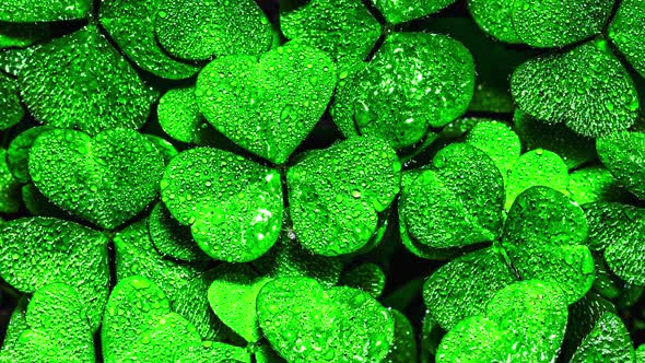 Background with Clover for Saint Patrick's Day