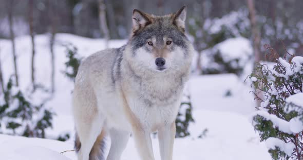 Portrait of Beautiful Wolf in Snowy Forest