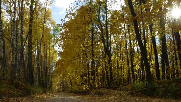 Walking through the woods on an autumn day