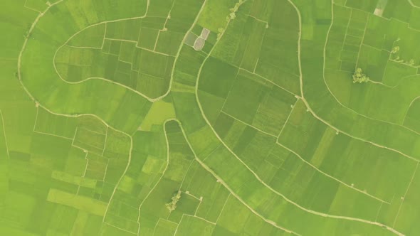 Aerial view of an agricultural field in Gabtali, Rajshahi state, Bangladesh.