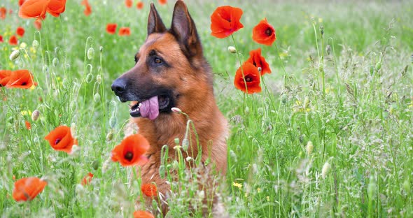 Purebred German Shepherd Resting in the Grass and Red Poppies