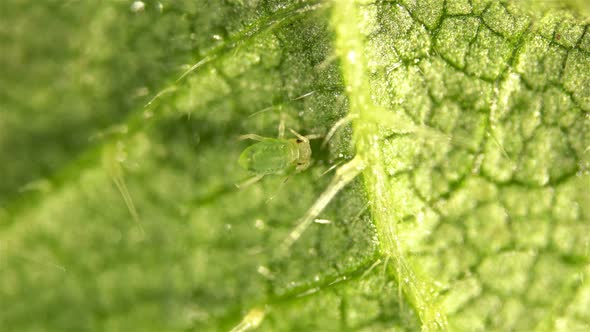 Aphid Under a Microscope, an Insect Living on Leaves of Trees and Shrubs