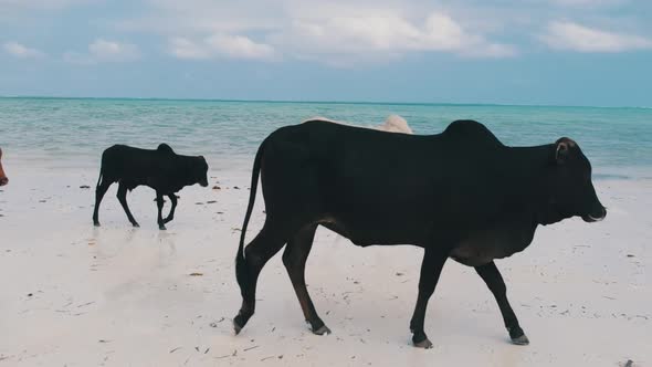 Herd of African Humpback Cows Walks on Sandy Tropical Beach By Ocean Zanzibar