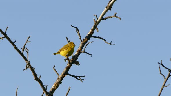 Yellow Warbler bird flying off a tree branch with no leaves on a blue sky background