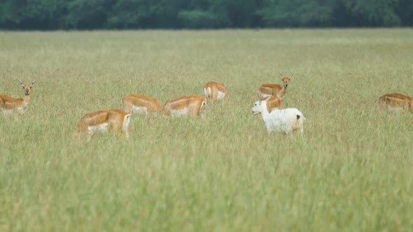 A mixed herd of blackbucks is grazing in the grassland with a very unique leucistic  white female in