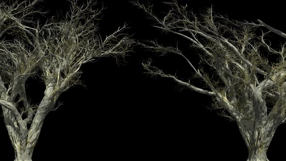 Dry Old Trees With Alpha Channel alt