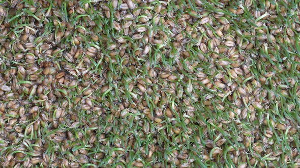 Background of germinated wheat grains rotates, close up, top view