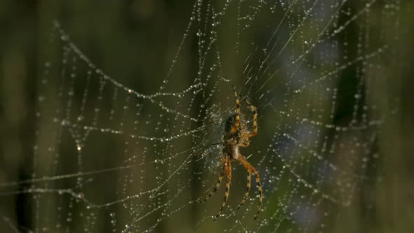 Closeup of Spider on Web with Dew