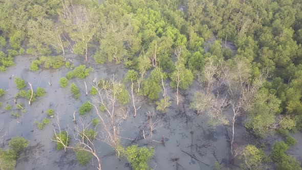 Aerial view group of bare mangrove trees