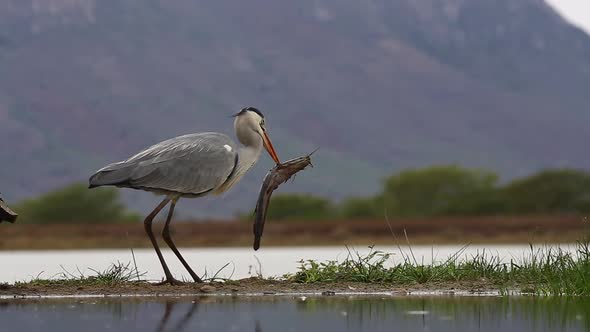 A view from a sunken photographic Lagoon hide in the Zimanga Private game reserve on a summer day of