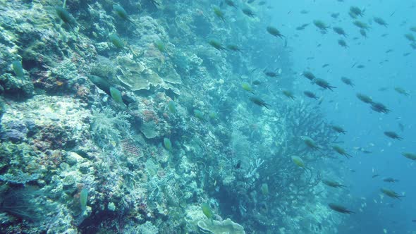 The Underwater World of a Coral Reef. Leyte, Philippines.