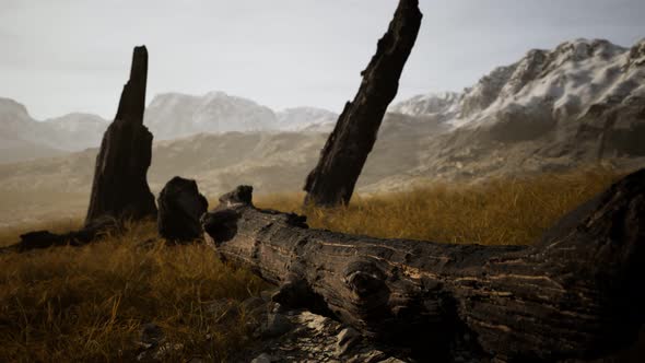 Burnt Tree Logs After Forest Fire