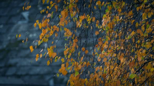 Colorful Autumn Tree Leaves In The Wind