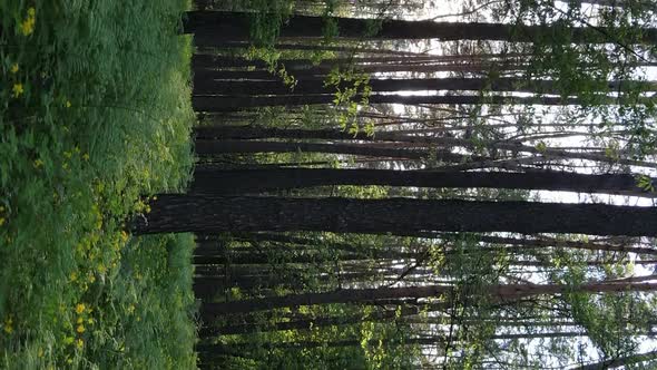 Vertical Video of a Forest with Pine Trees