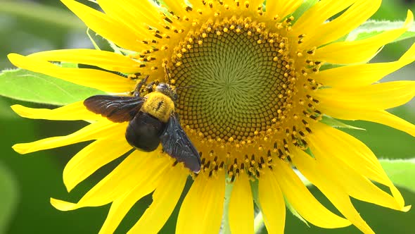 A bumble bee on a blooming sunflower.