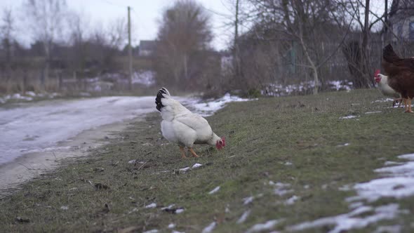 Hen Eats Grass in the Middle of the Road