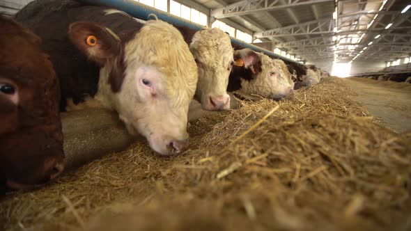 General view of cattle in a meat farm.