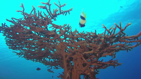 Beautiful Butterflyfish and Table Coral