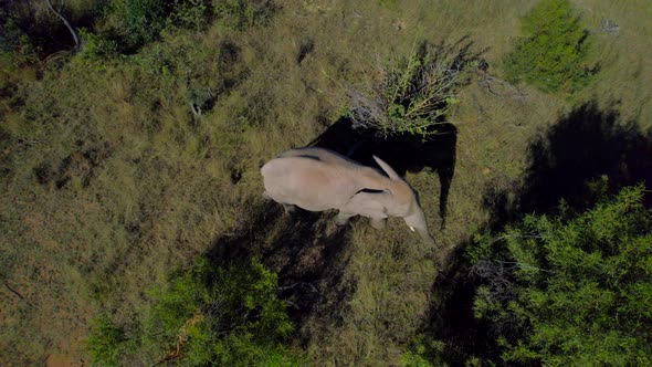 Large Wild African Elephant Feeding On Green Savanna Grassland. Aerial