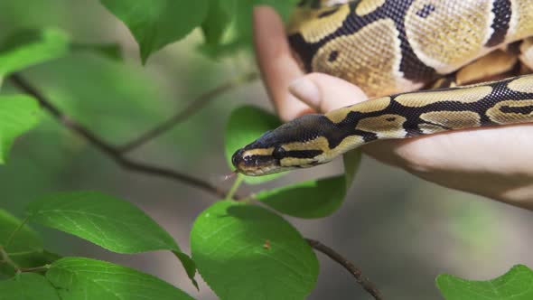 The Royal Python Sticks Out Its Tongue and Crawls Gracefully Down the Green Hill