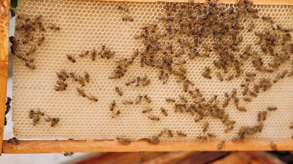 Close Up View of Colony of Bees Crawling on the Beehive Frame with Honeycomb Honey