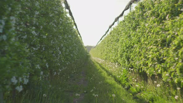 Lots of Blossoming Apple Trees in Springtime