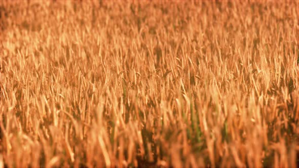 the Field of Ripe Rye at Sunset